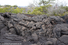 Galapagos-Natur38.jpg